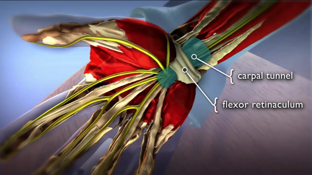 anatomia nadgarstka
