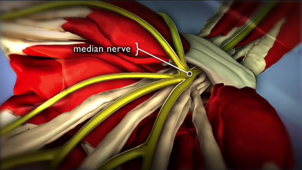 anatomia nadgarstka 2